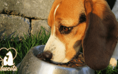 Consejos de alimentación para tu perro
