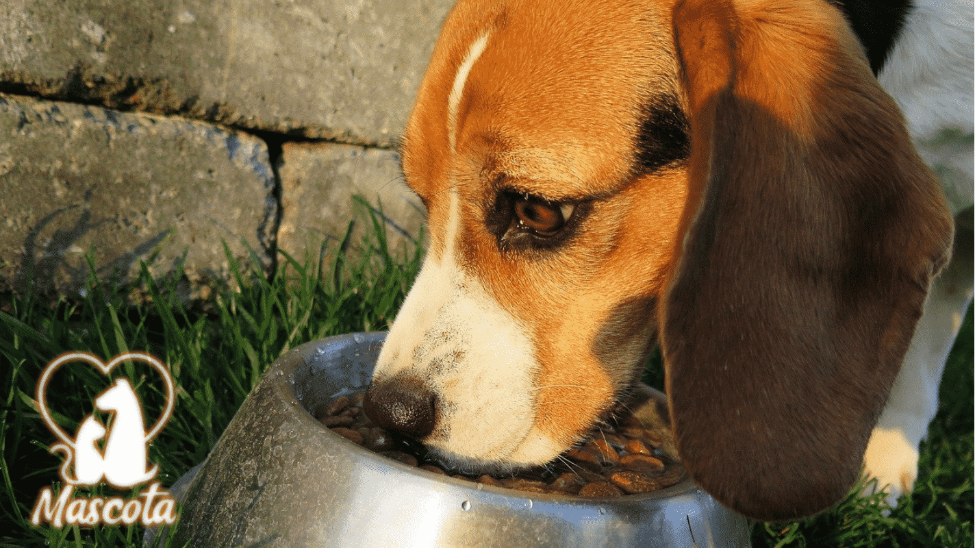 Consejos de alimentación para tu perro