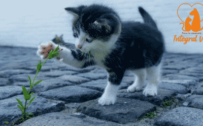 Quiero un gato: ¿Qué debo saber?