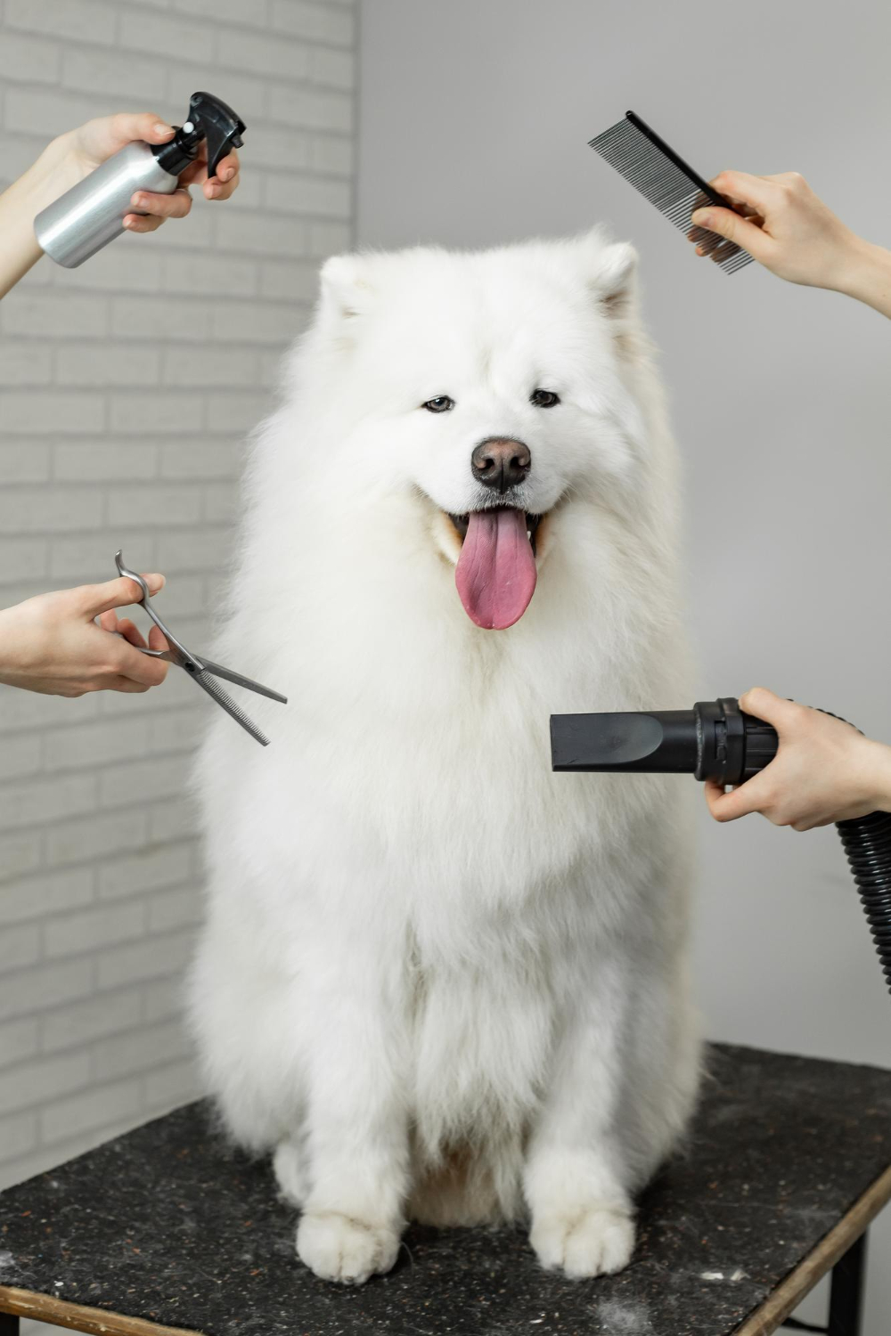 retrato-perro-samoyedo-aseo-herramientas-aseo-alrededor-tijeras-peine-secador-pelo